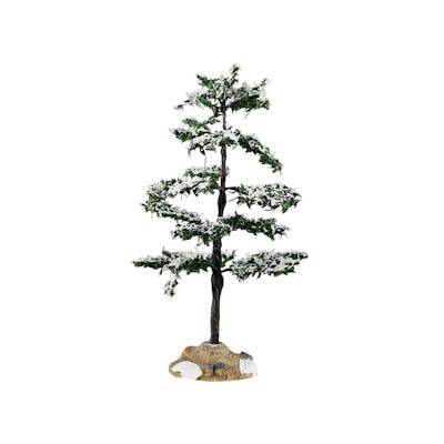 Conifer Tree, Medium