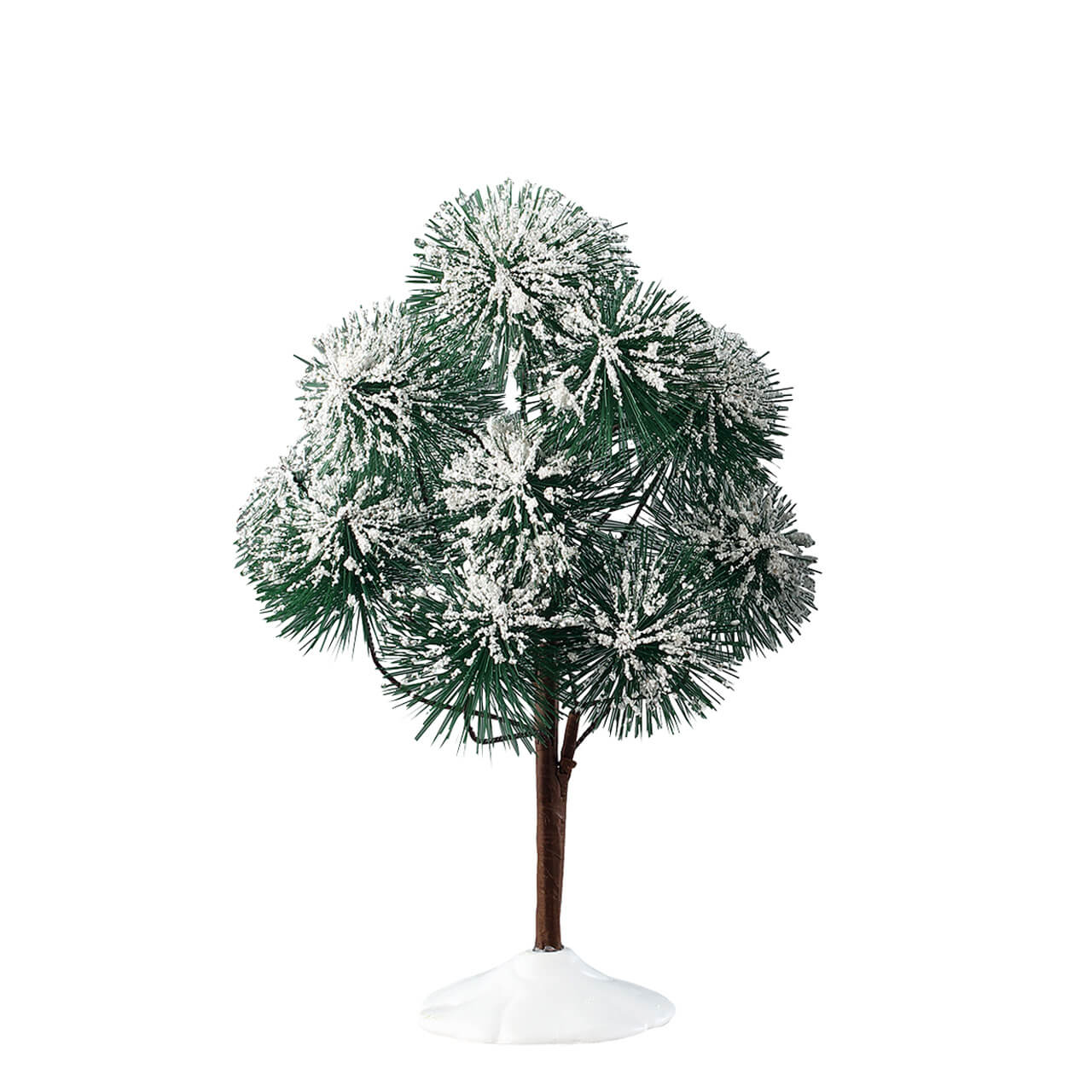 ☆BIG king ☆ EVISEN PINE TREE CAMO Pinus parviflora 'Ibo-can' | Ibo can Japanese White Pine