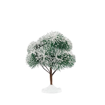 Mountain Pine, Medium