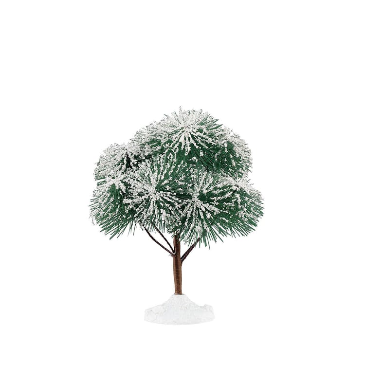 Mountain Pine, Medium