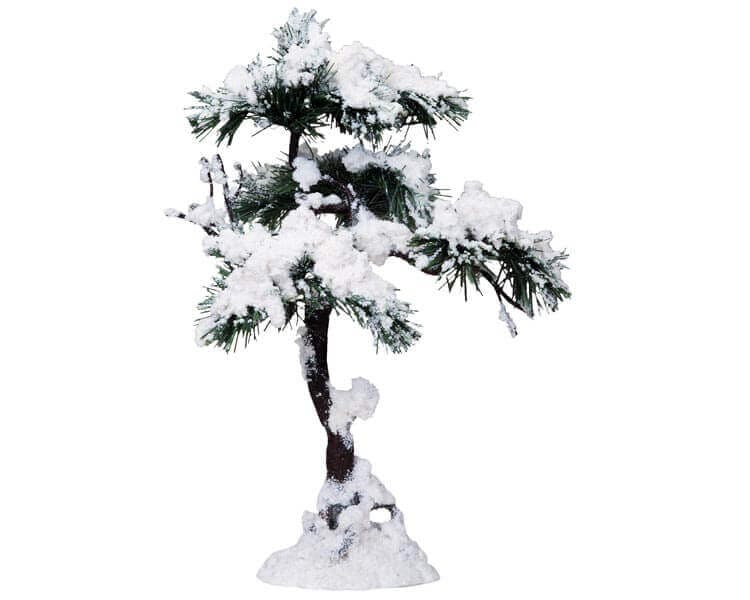 Aspen Pine Tree - A Large